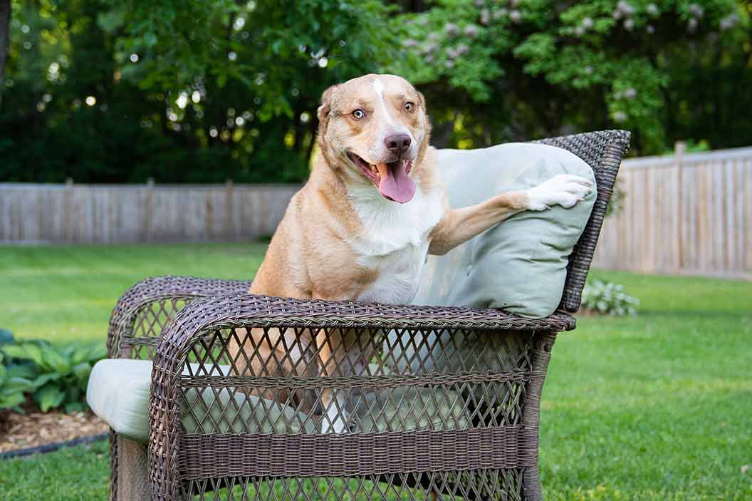 Lincoln-paw-on-chair Lincoln-paw-on-chair