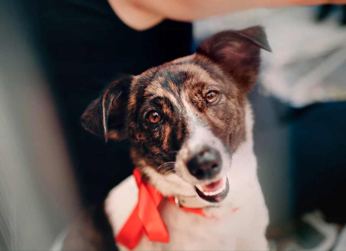 dog-bow-tie dog-bow-tie