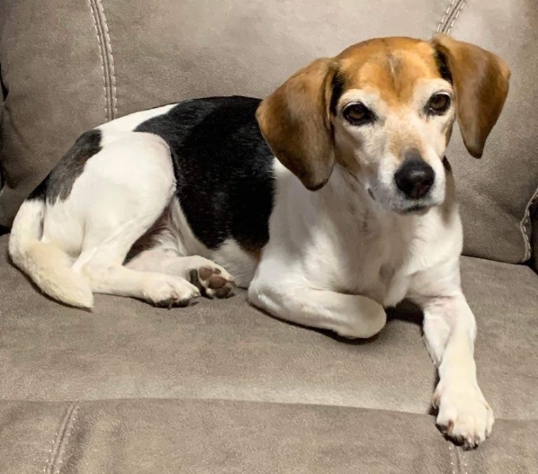 In loving memory of Susie Q. Healing Hearts Rescue