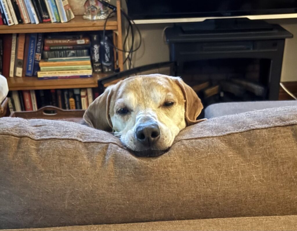 Sweet Orville with his head on the back of the couch