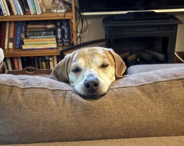 Sweet Orville with his head on the back of the couch