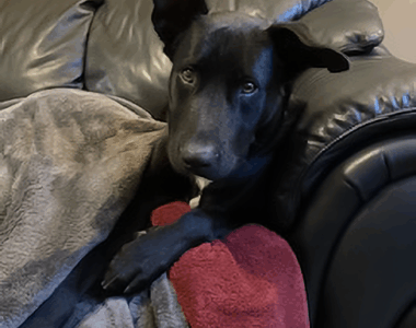 Cute picture of Zaphod on the couch