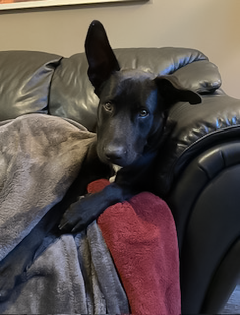 Cute picture of Zaphod on the couch